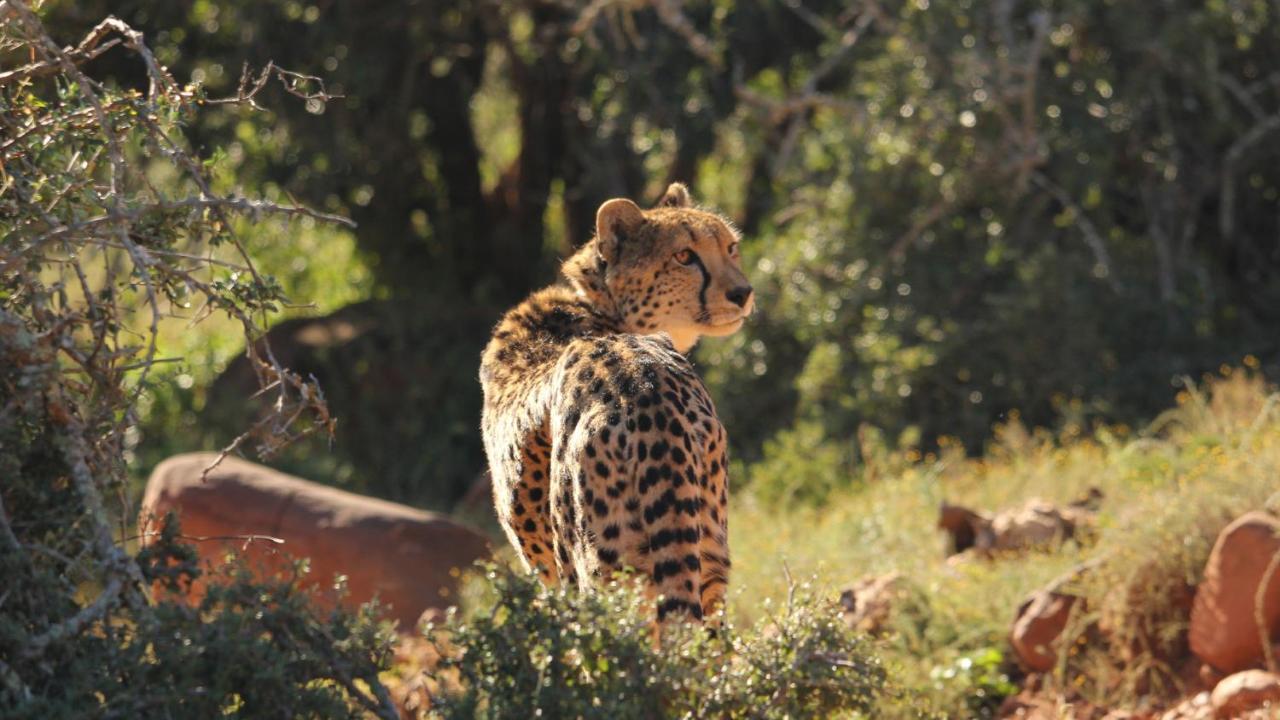 Mount Camdeboo Private Game Reserve By Newmark Graaff-Reinet Eksteriør bilde