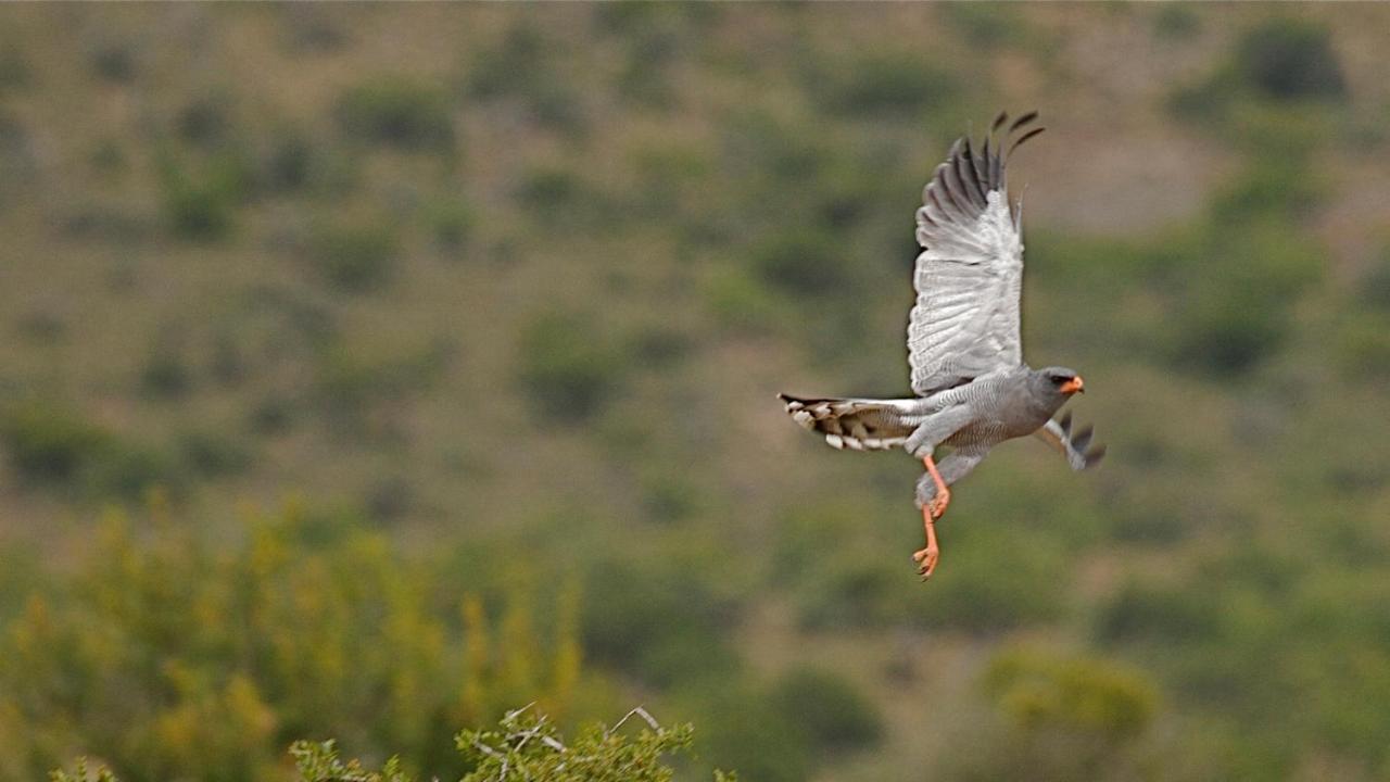Mount Camdeboo Private Game Reserve By Newmark Graaff-Reinet Eksteriør bilde