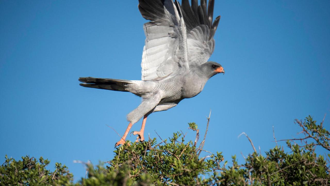Mount Camdeboo Private Game Reserve By Newmark Graaff-Reinet Eksteriør bilde